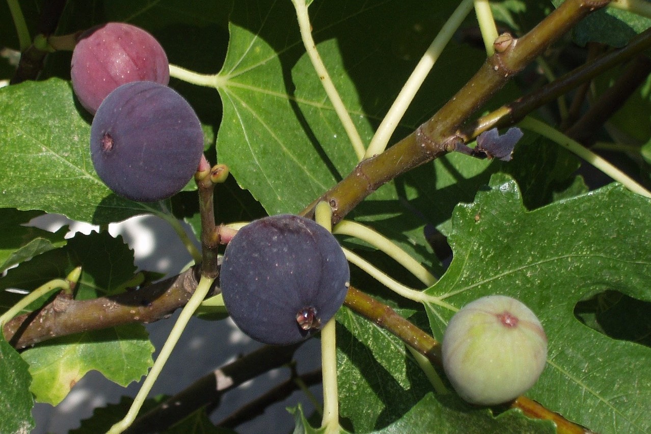 Figs ripening on a tree