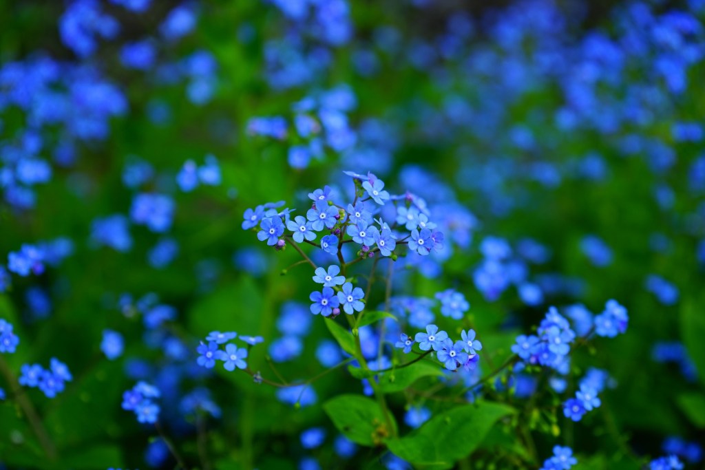 Brunnera siberian bugloss flowers