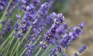 English lavender flowers