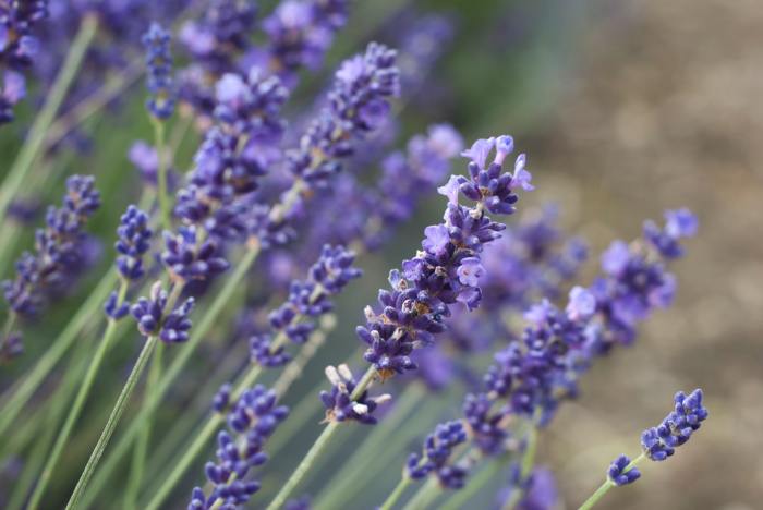 English lavender flowers