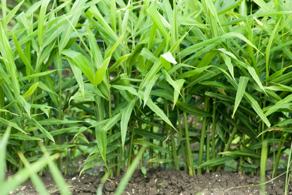 Ginger stalks growing in a row outdoors