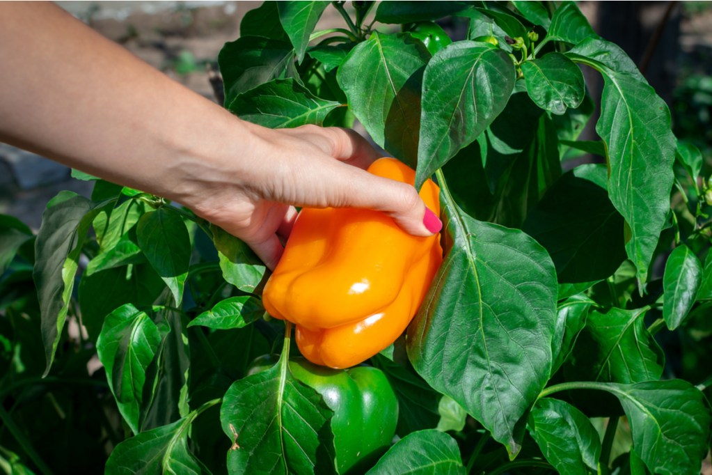 A person harvesting a yellow bell pepper