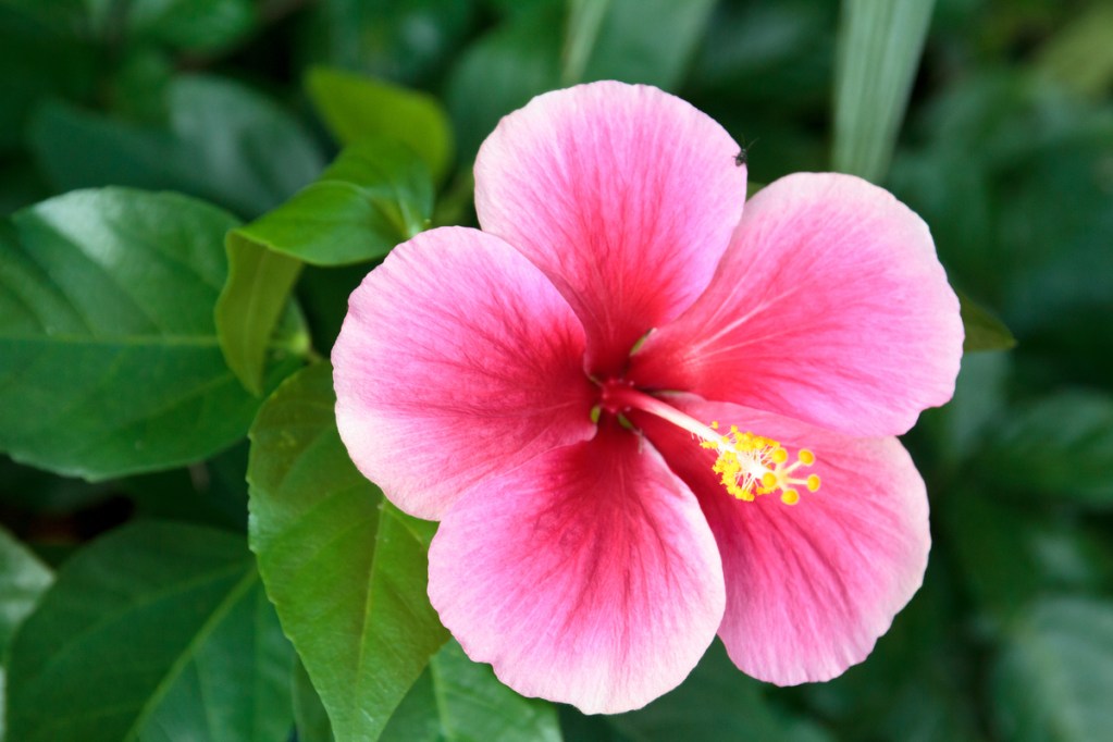 Pink hibiscus flower