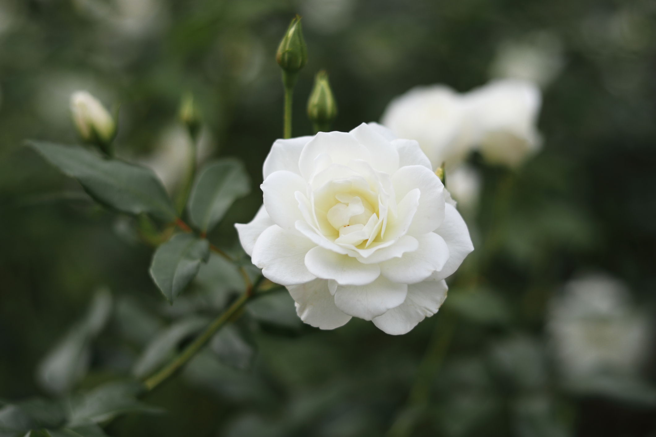 Iceberg rose