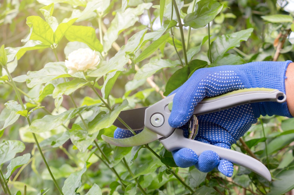 Pruning jasmine plant