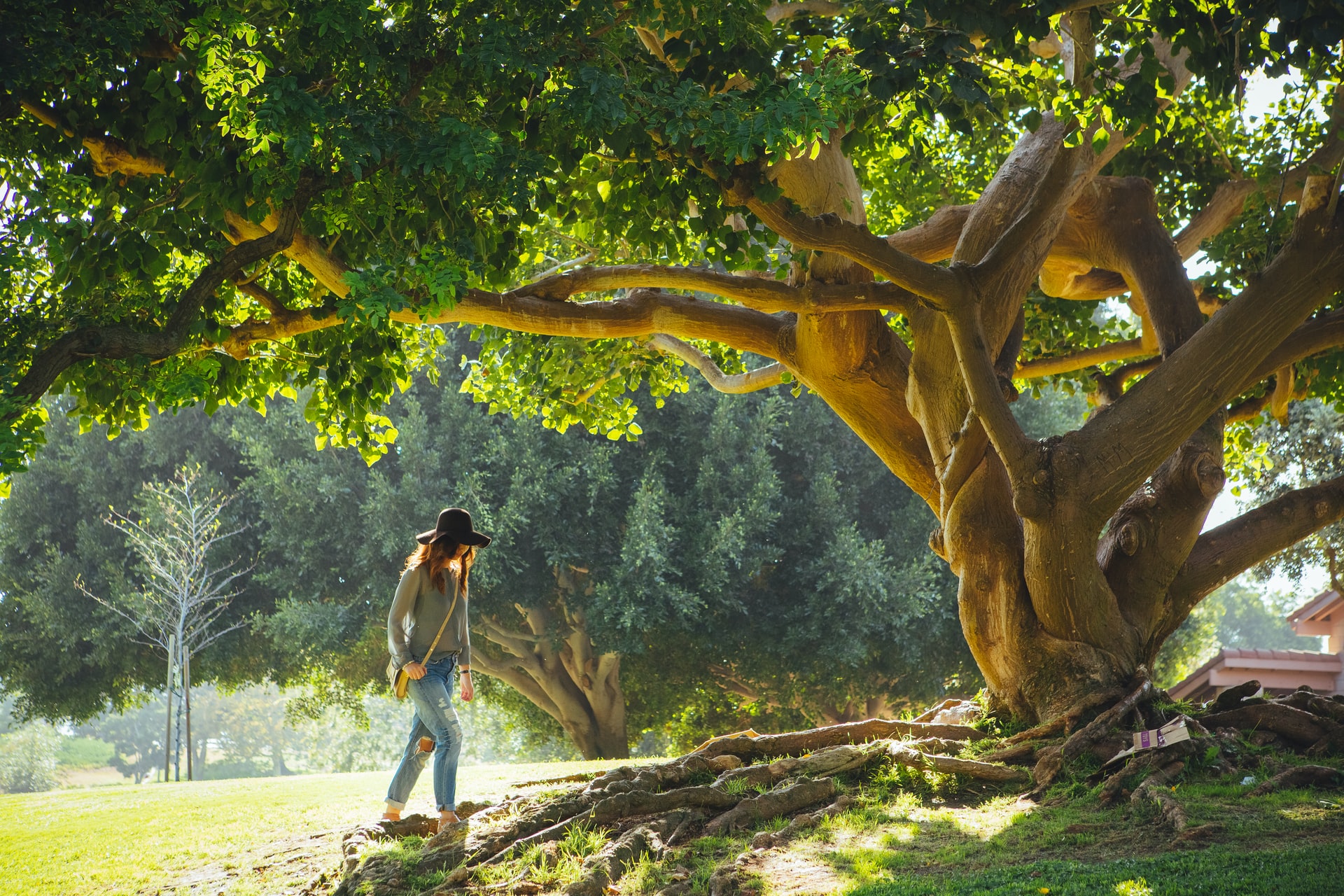 woman walking near sycamore tree