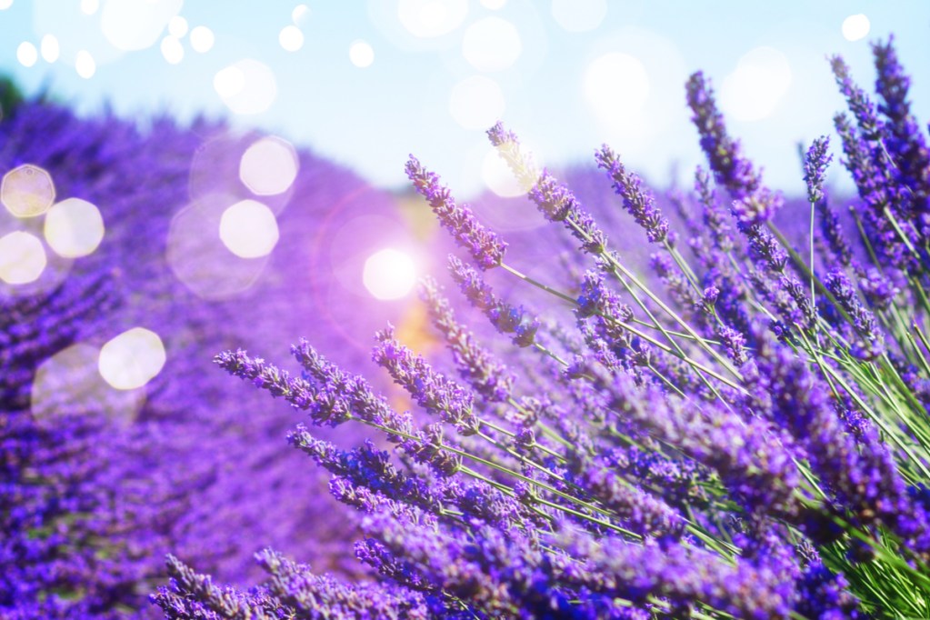 A field of lavender