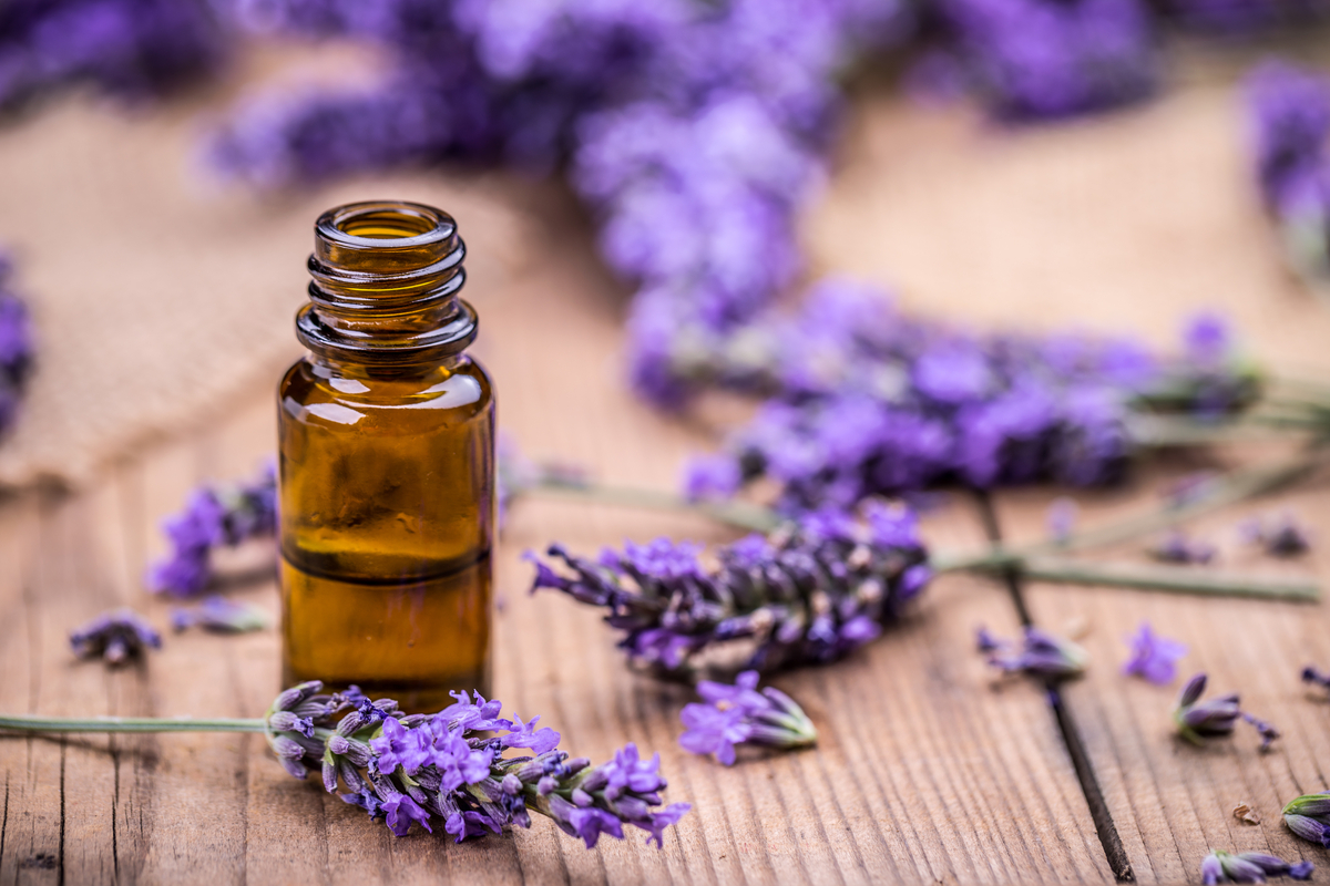 Lavender made into essential oils