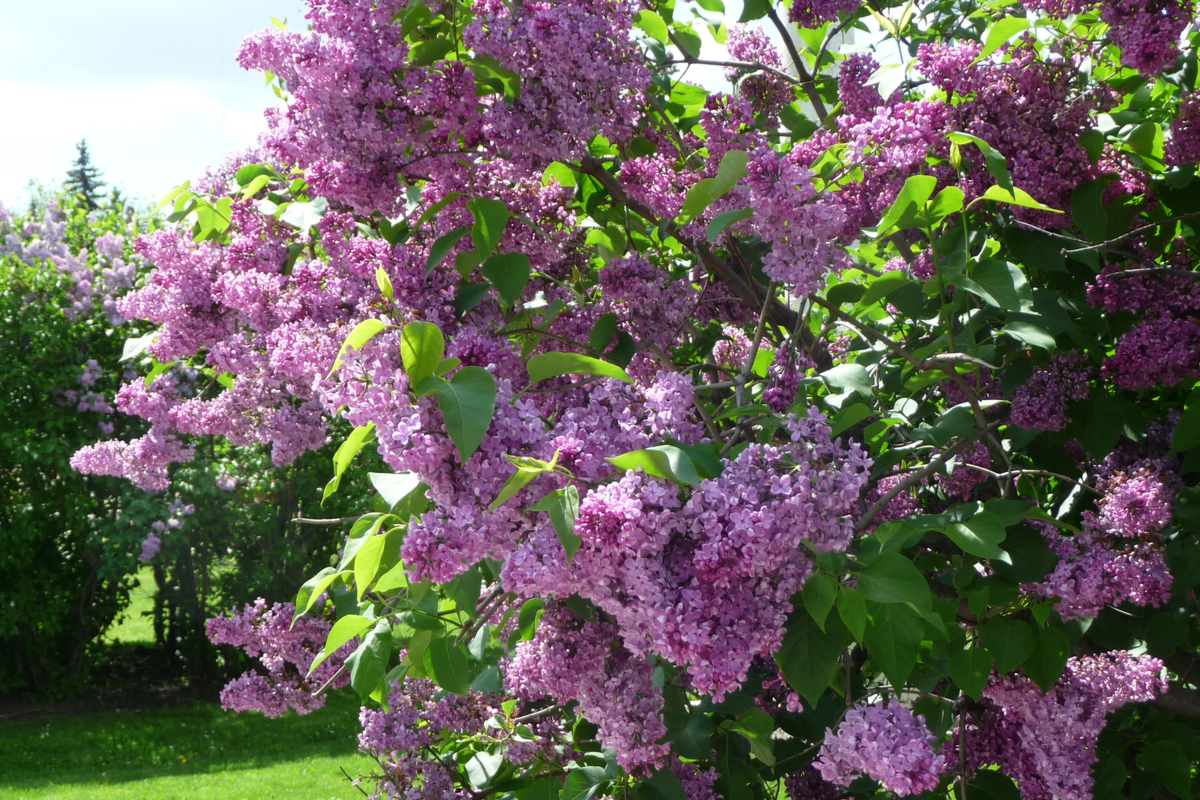 A lilac bush in bloom