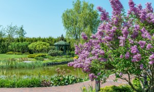 A lilac bush on the shore of a lake