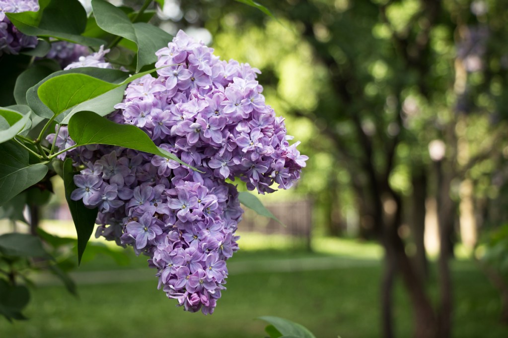 Two clusters of lilac flowers
