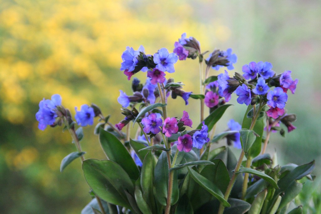 lungwort blooms