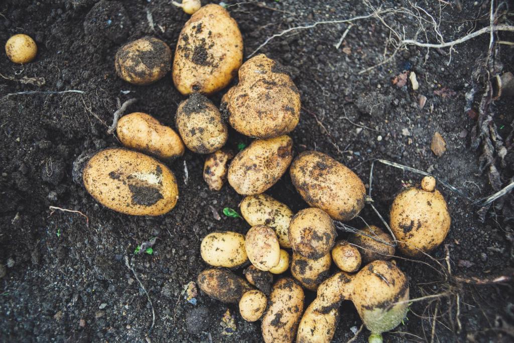When To Plant Potatoes In Zone 7 HappySprout When to plant potatoes in zone 7 happysprout