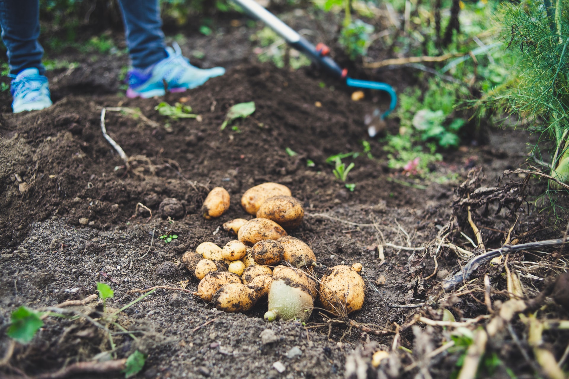 When To Plant Potatoes In Zone 7 HappySprout When To Plant Potatoes In Zone 7 HappySprout