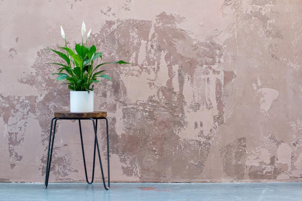 peace lily on plant stand