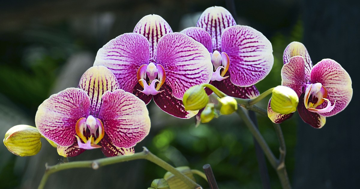 How To Grow Orchids in Water to Add Beauty to Your Home HappySprout