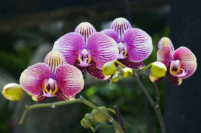 Purple orchid flowers with white stripes