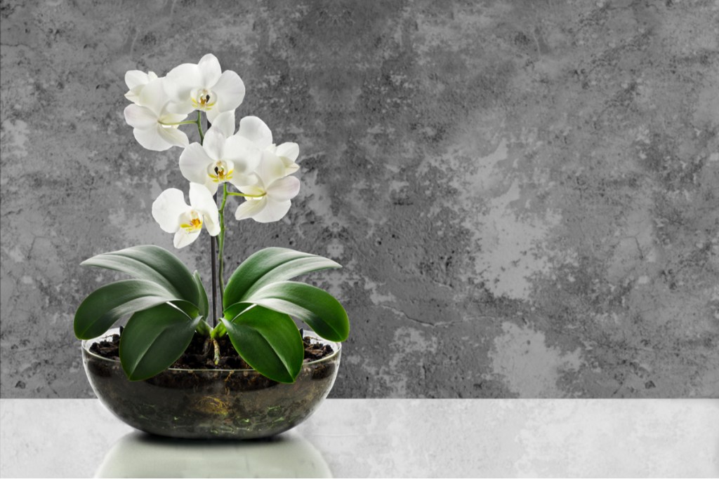 An orchid growing in a glass bowl