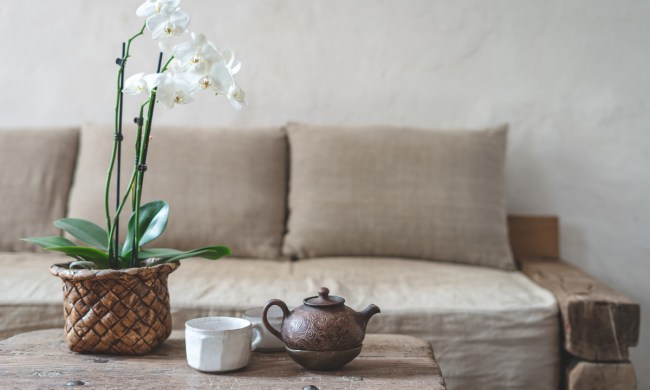 An orchid in a pot on the table