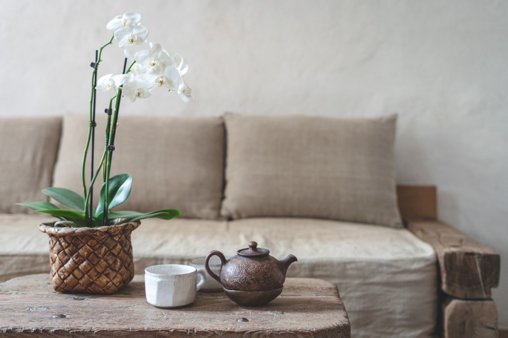 An orchid in a pot on the table