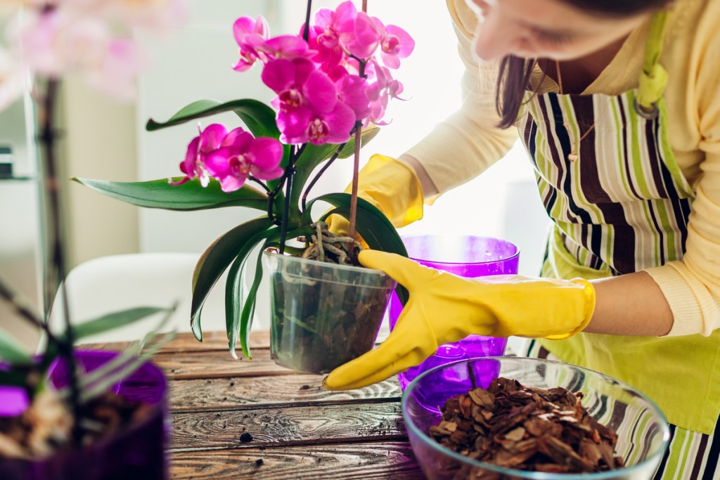 Person potting an orchid plant