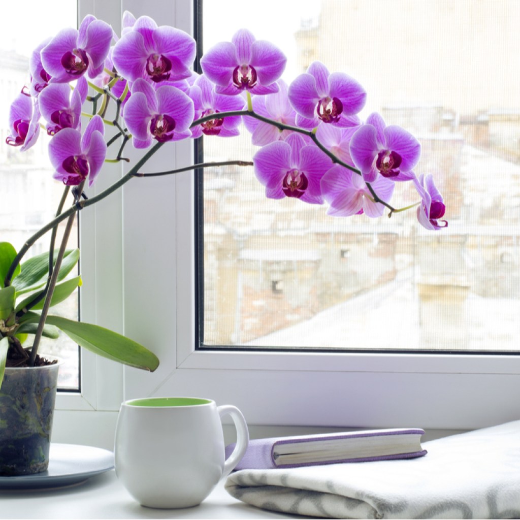 An orchid potted indoors