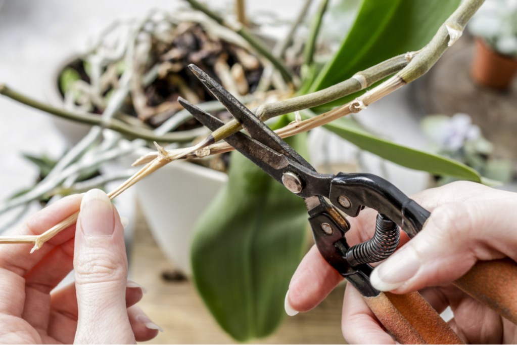 Person trimming orchid roots with scissors