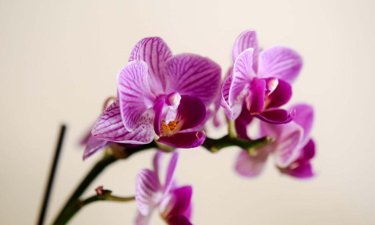 Orchid stem