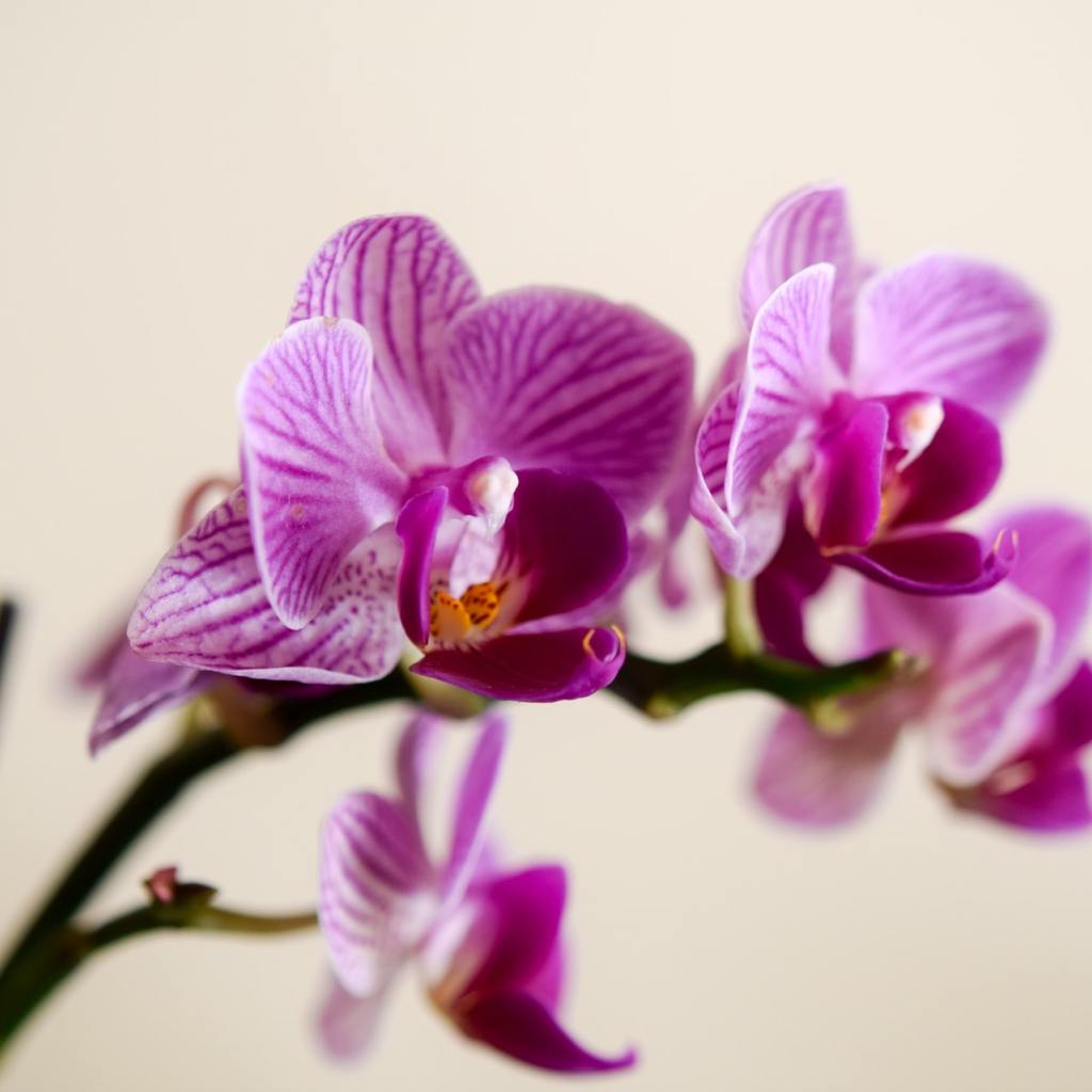 Orchid stem