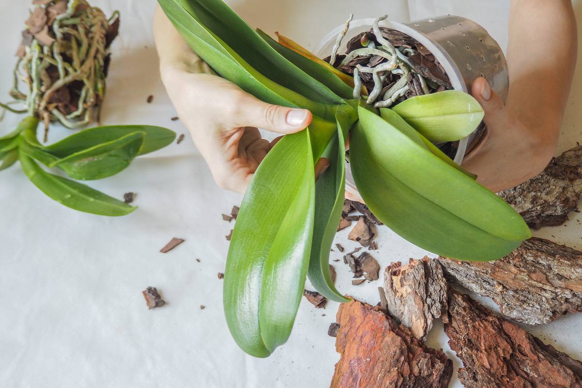  How to revive a struggling orchid and return it to its majestic former glory
