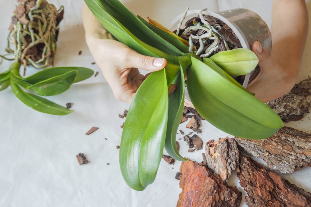 how to revive orchid transplant jpg