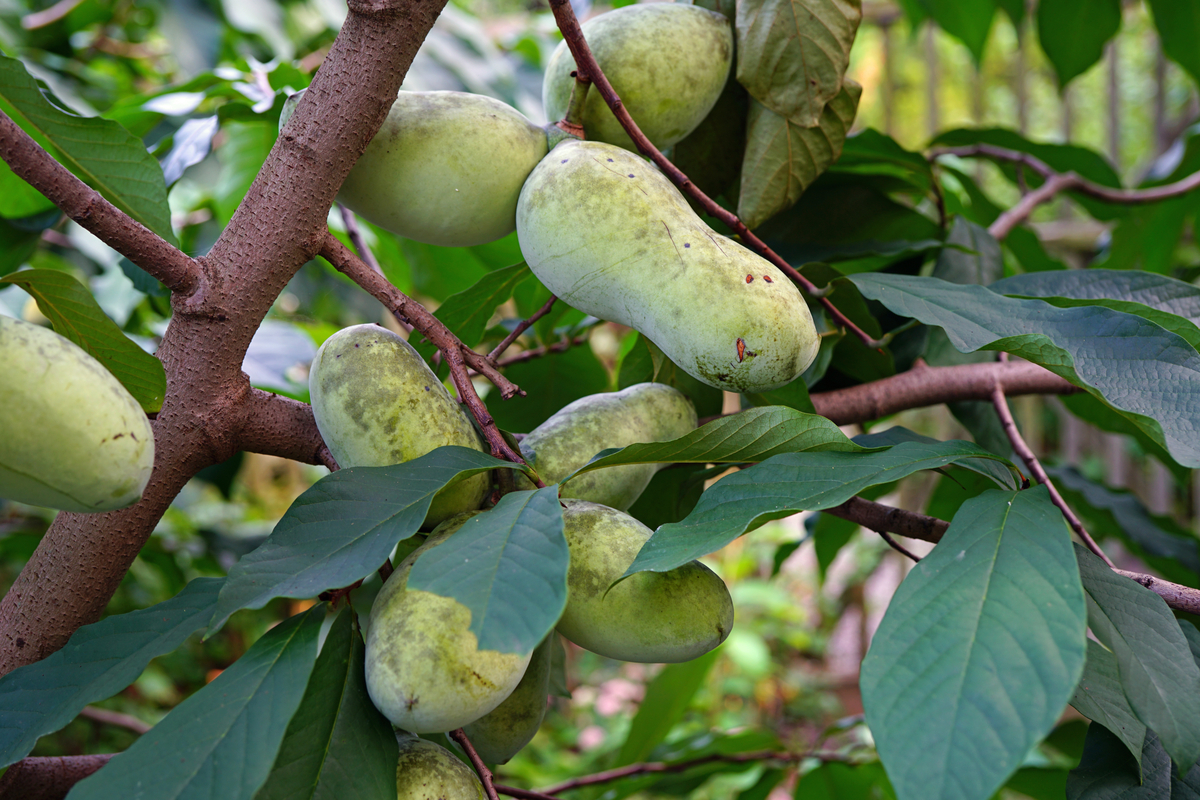 A tree growing pawpaw fruit