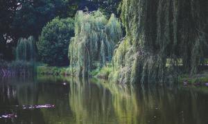 weeping willow trees by a lake