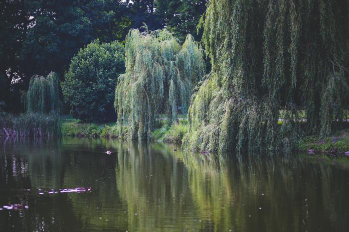 weeping willow trees by a lake