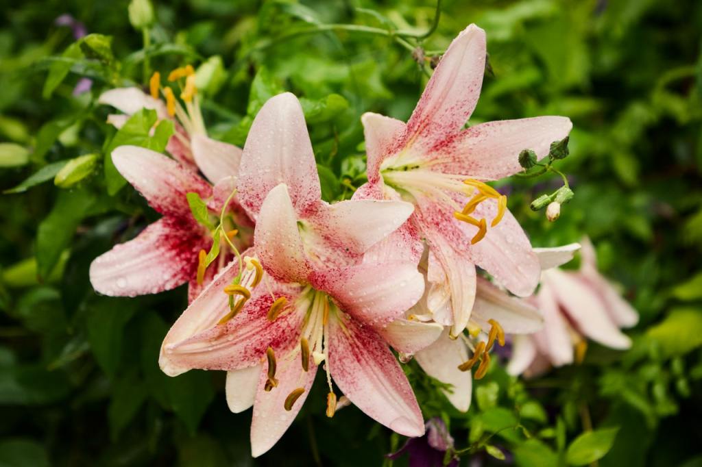 Light pink stargazer lilies