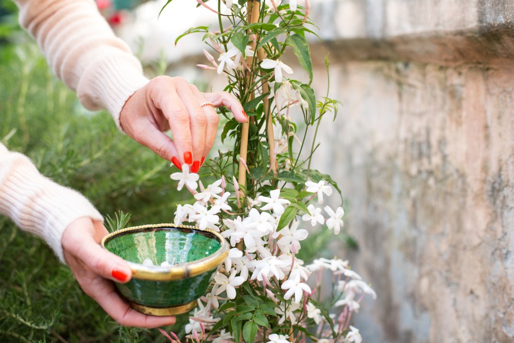 taking care of jasmine flowers
