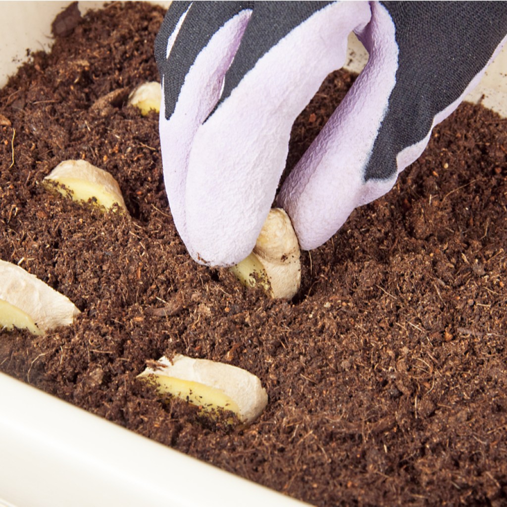 Planting ginger