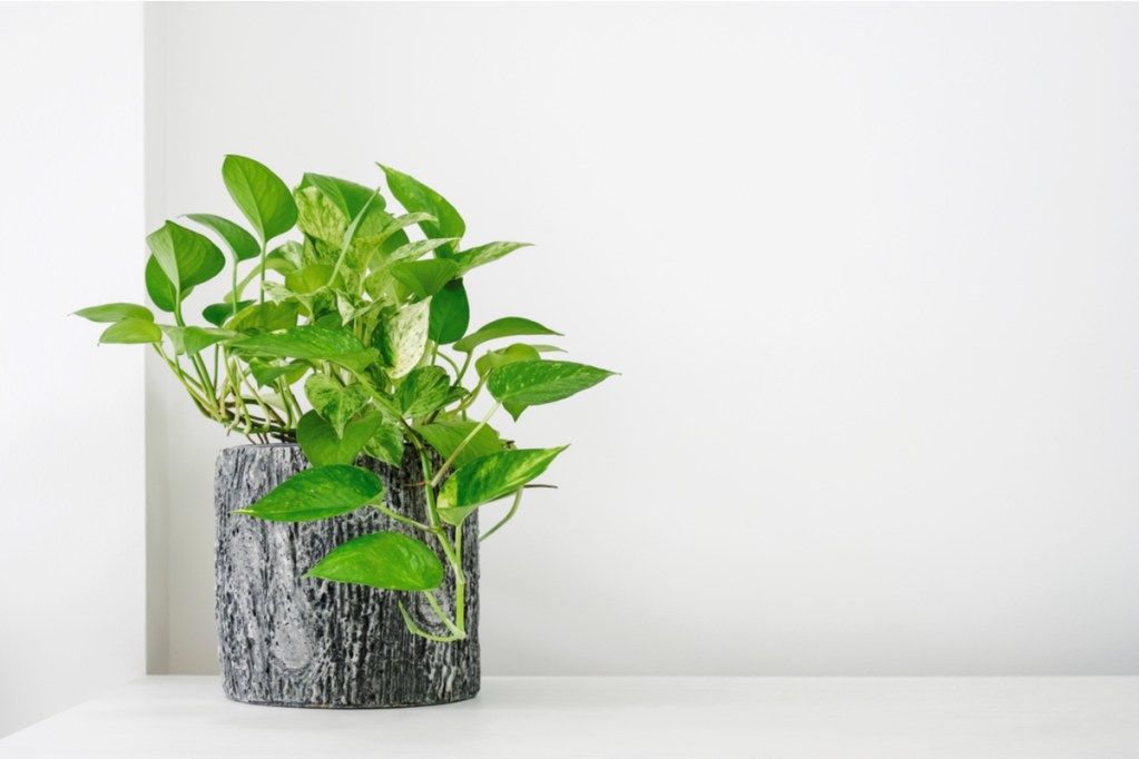 Pothos in a pot