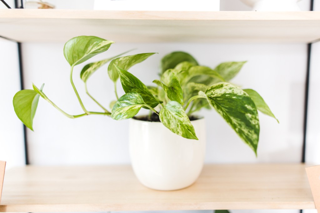 A pothos in a white pot