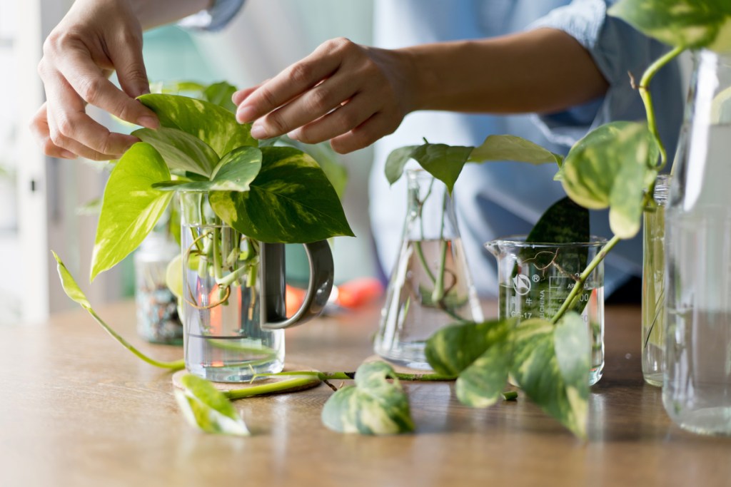 Person propagating pothos cuttings