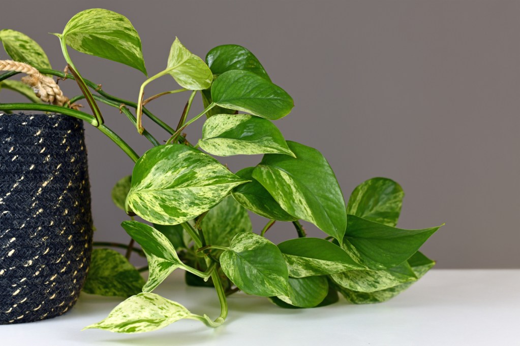 Pothos vines