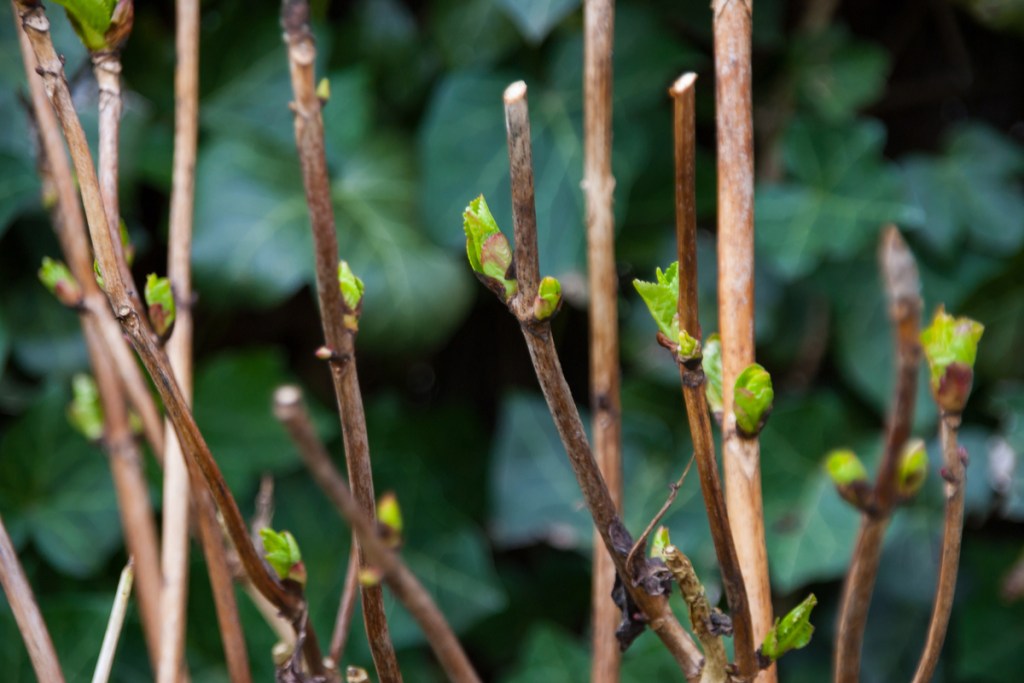 Hydrangea stems that have been pruned, cut at a slight angle just above leaf nodes