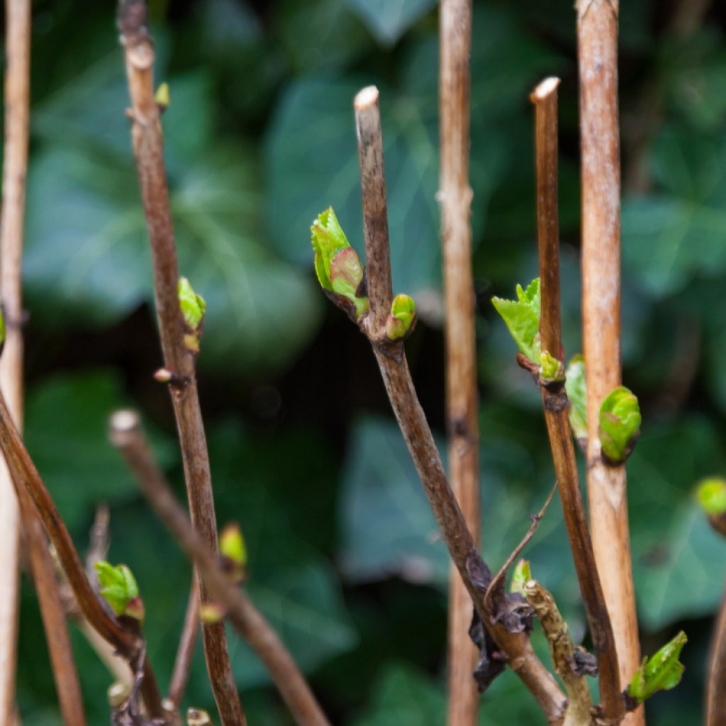 Hydrangea stems that have been pruned, cut at a slight angle just above leaf nodes