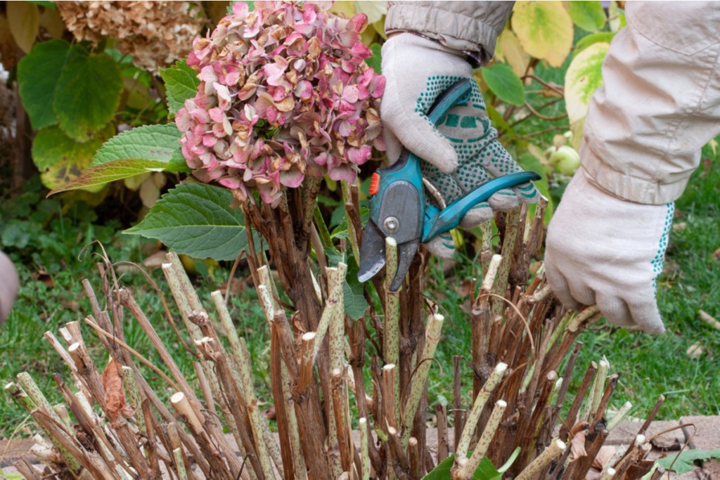 Gardener using pruning shears to cut back a hydrangea