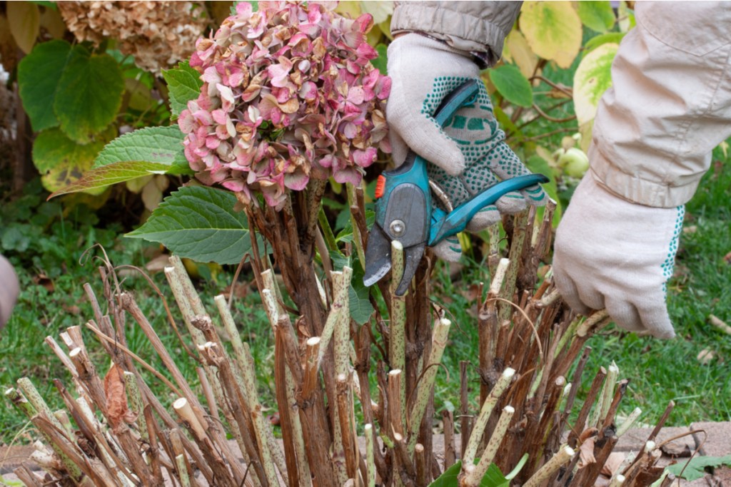 Pruning hydrangeas with shears