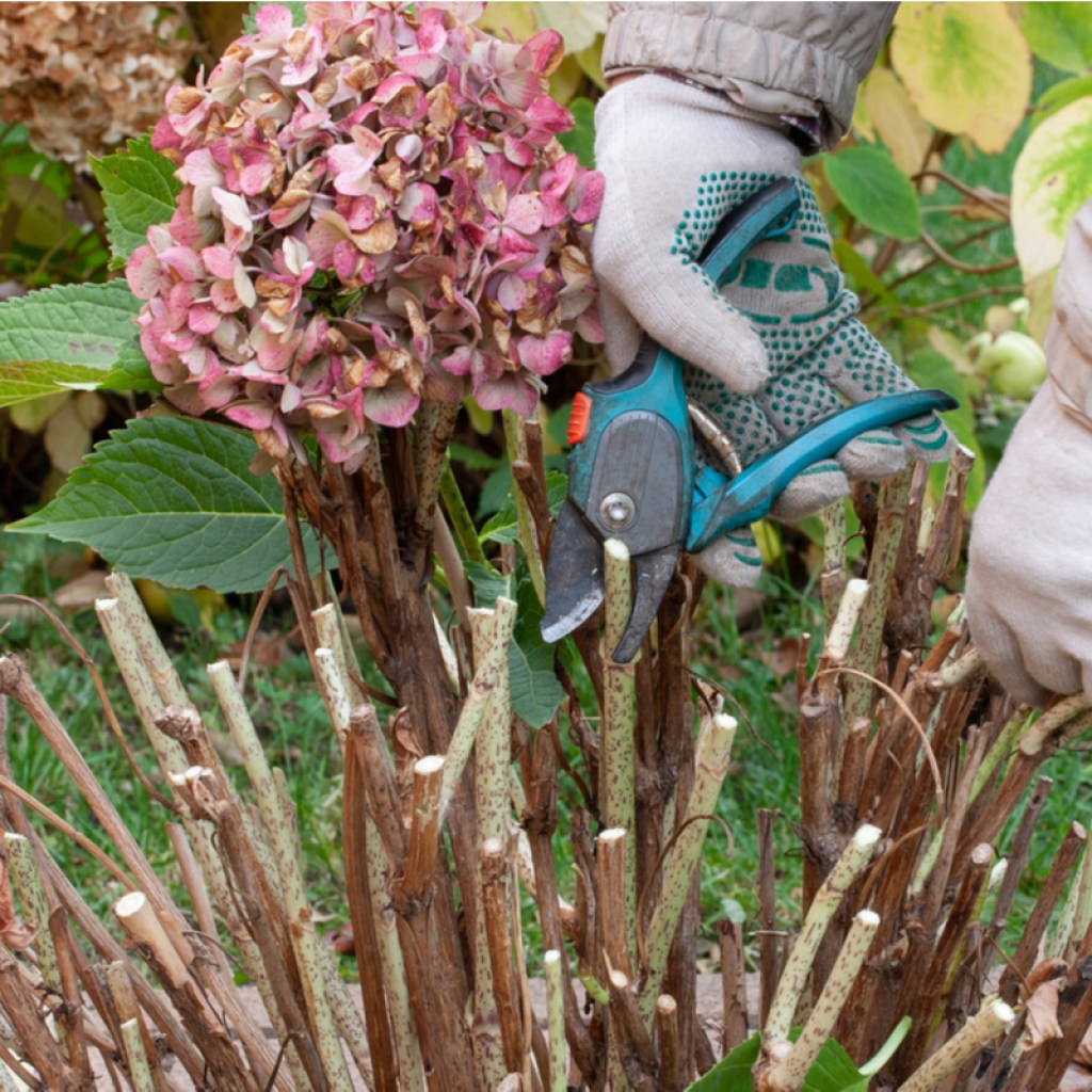 Pruning hydrangeas with shears