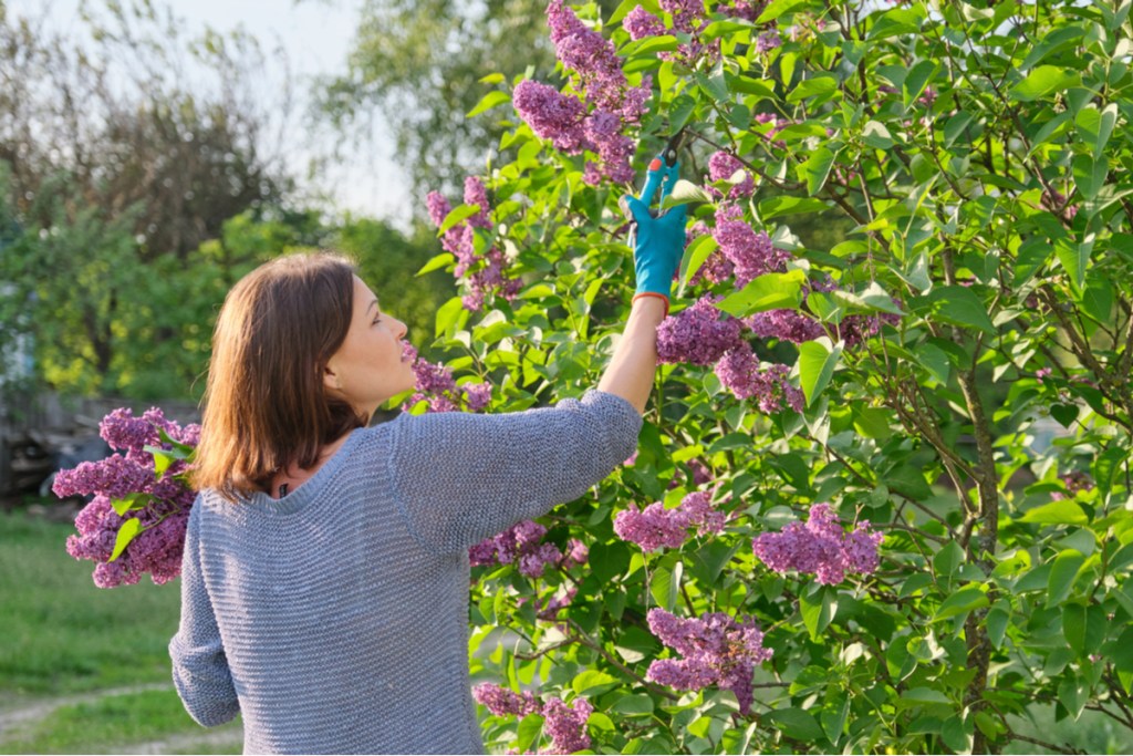 A person pruning a lilac bush