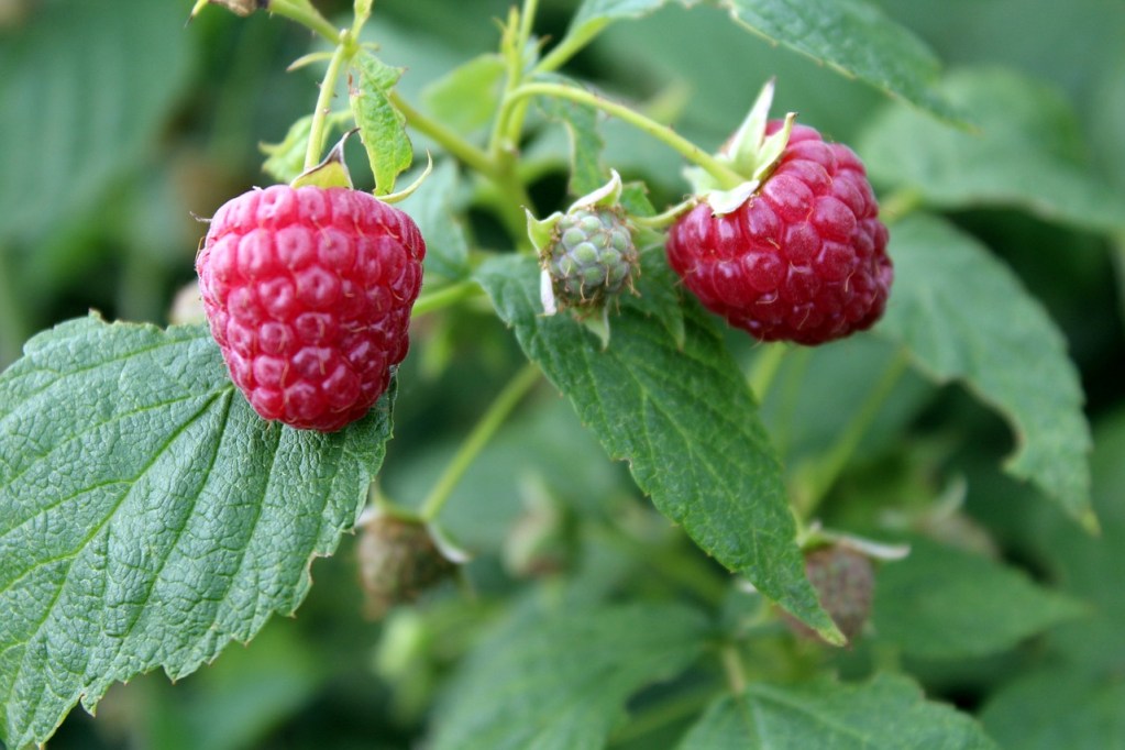 Two ripe raspberries with an unripe raspberry between them