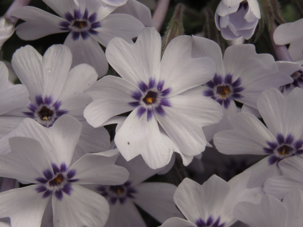Phlox subulata flowers
