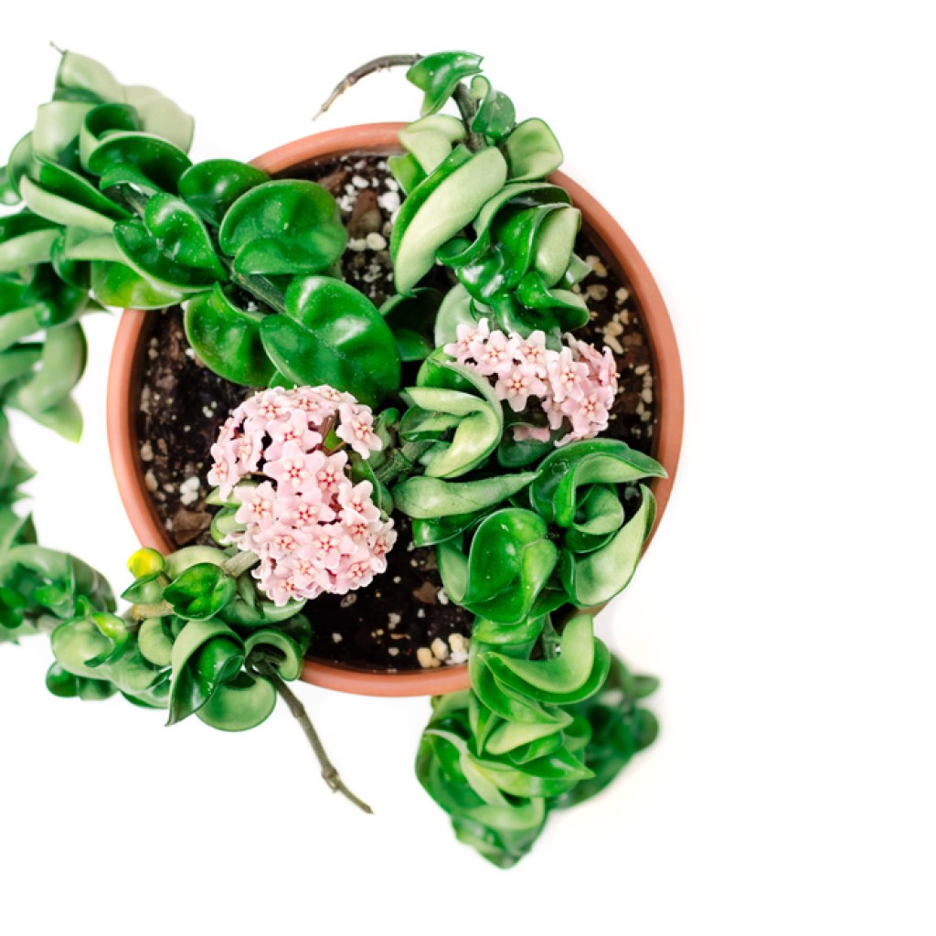 hoya compacta in bloom